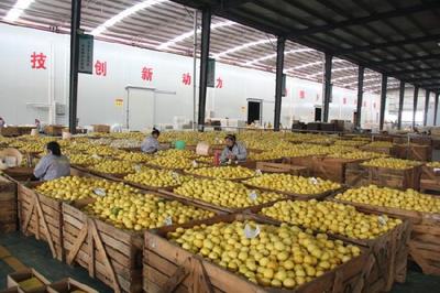 重庆潼南:走向全球的柠檬之都