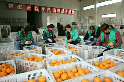 奉节县铁佛脐橙种植股份合作社